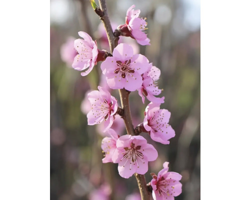 Gren med rosa blommor