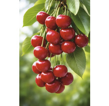 Mogna körsbär med blad på en gren