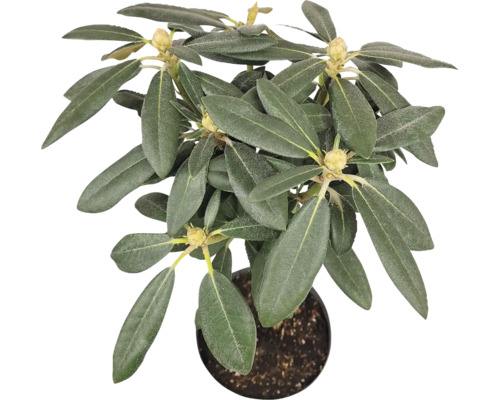 Rhododendron i kruka