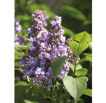 Blommande syren i detalj