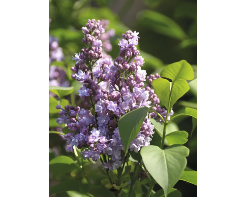 Blommande syren i detalj