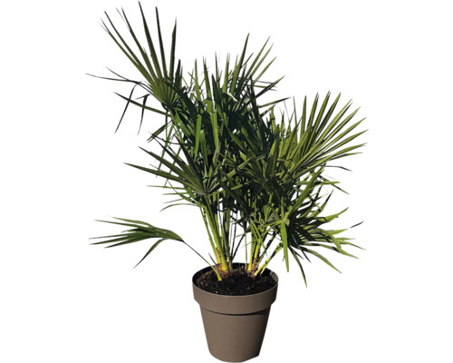 Hampa palm i kruka som krukväxt