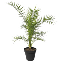 Dadelpalm i kruka som krukväxt