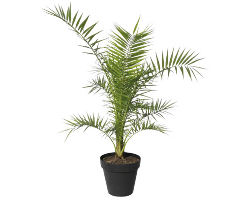 Dadelpalm i kruka som krukväxt