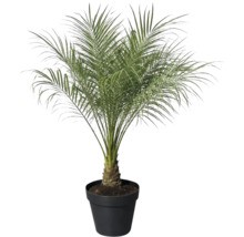 Dadelpalm i kruka