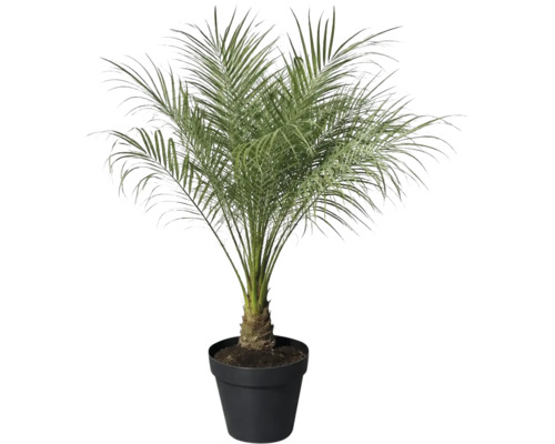 Dadelpalm i kruka