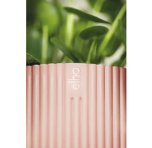 Detaljvy av en räfflad blomkruka med Elho-logotyp och växter