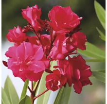 Röda oleanderblommor med gröna blad.