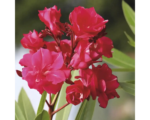 Röda oleanderblommor med gröna blad.