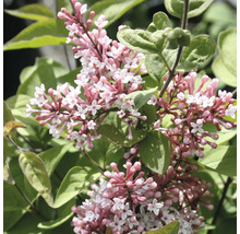 Närbild av en blommande dvärgsyrén Syringa meyeri Palibin med rosa-vita blomklasar och gröna blad.