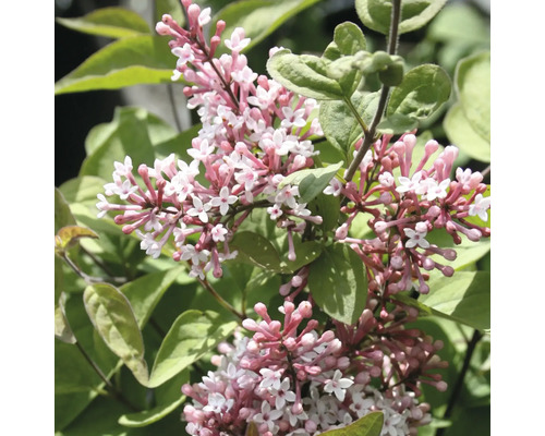Närbild av en blommande dvärgsyrén Syringa meyeri Palibin med rosa-vita blomklasar och gröna blad.