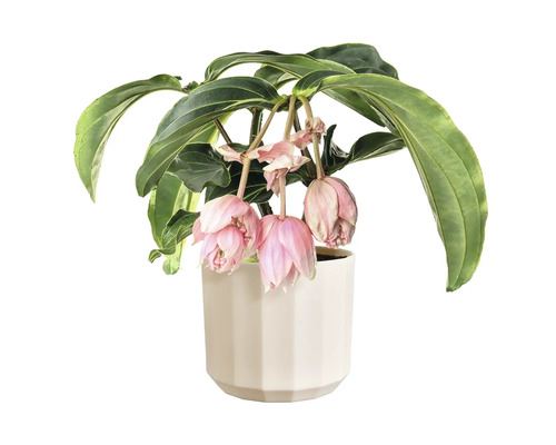 Medinilla magnifica inomhusväxt i en vit kruka med hängande rosa blommor.