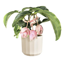 Medinilla magnifica inomhusväxt i en vit kruka med hängande rosa blommor.