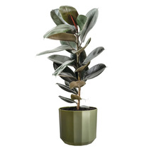 Fönsterfikus Ficus elastica med blanka blad i en grön kruka.