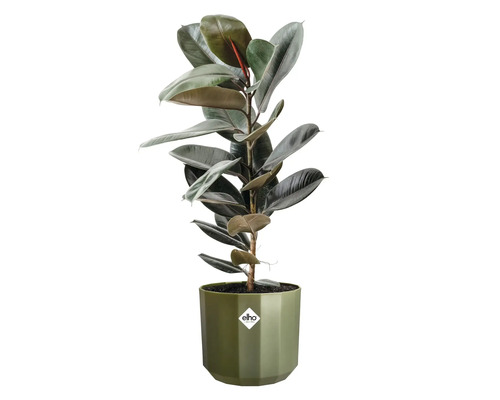 Fönsterfikus Ficus elastica i en grön elho blomkruka med glänsande mörkgröna blad, elho Logo.