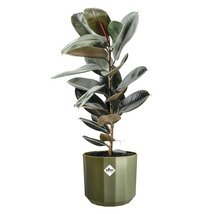 Fönsterfikus Ficus elastica i en grön elho blomkruka med glänsande mörkgröna blad, elho Logo.