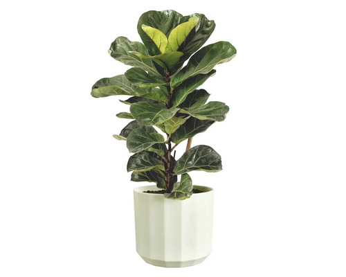 Fiolfikus Ficus lyrata i en vit, facetterad ytterkruka.