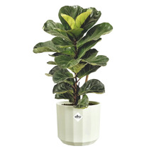 Fiolfikus Ficus lyrata i en vit Elho-ytterkruka.