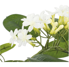 Närbild på en doftranka Stephanotis floribunda med vita blommor och gröna blad.