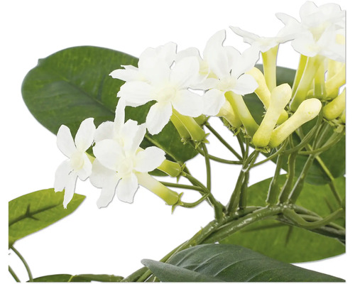 Närbild på en doftranka Stephanotis floribunda med vita blommor och gröna blad.