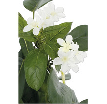 Konstväxt med vita blommor och gröna blad