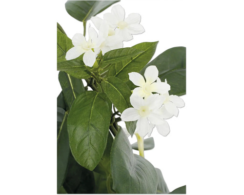 Konstväxt med vita blommor och gröna blad