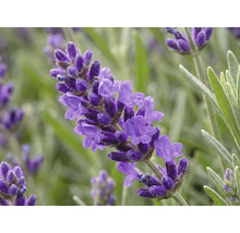 Närbild av en lila lavendelblomma med smala blad.
