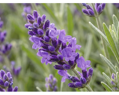 Närbild av en lila lavendelblomma med smala blad.