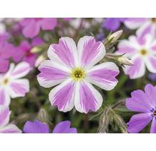 Mossflox Phlox subulata Candy Stripes med vit-rosa randiga blommor.