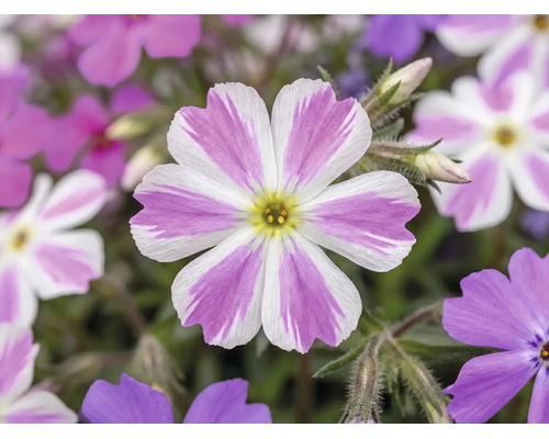 Mossflox Phlox subulata Candy Stripes med vit-rosa randiga blommor.