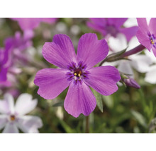 Närbild av en lila kuddflox-blomma med fem kronblad och mörk mitt.