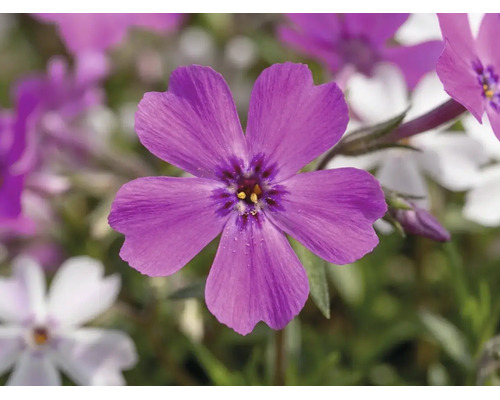 Närbild av en lila kuddflox-blomma med fem kronblad och mörk mitt.