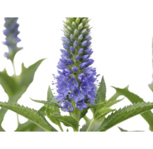 Axveronika Veronica spicata med blå blomax och tandade blad.