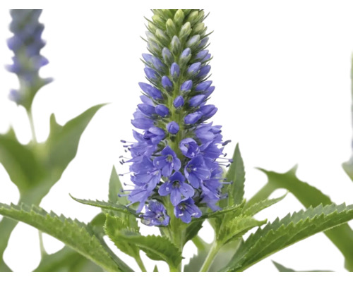 Axveronika Veronica spicata med blå blomax och tandade blad.