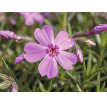 Närbild på en kuddflox med fembladig blomma, vattendroppar och barrliknande blad.