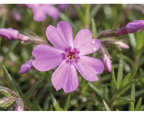 Närbild på en kuddflox med fembladig blomma, vattendroppar och barrliknande blad.