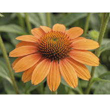 Orange solhatt Echinacea.