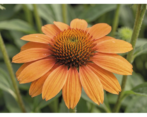 Orange solhatt Echinacea.