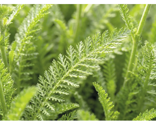 Närbild på de gröna, fjäderlika bladen hos en röllika.