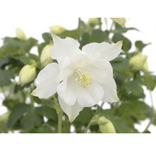 Vit akleja med blomma, knoppar och gröna blad