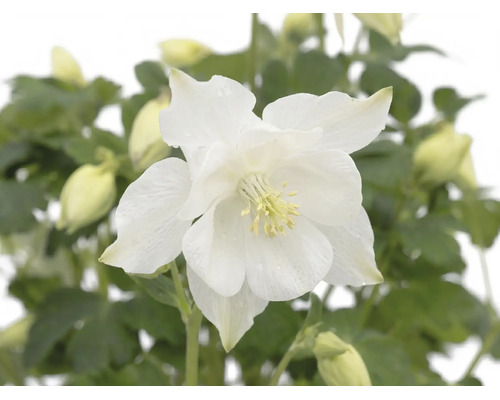 Vit akleja med blomma, knoppar och gröna blad