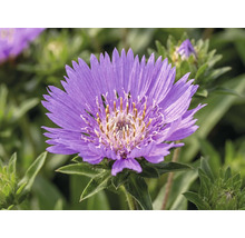 Närbild av en lila stokesia med gul mitt och gröna blad.