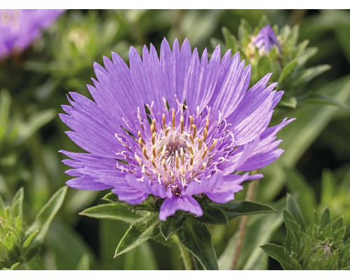 Närbild av en lila stokesia med gul mitt och gröna blad.