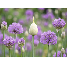 Prydnadslök Allium i olika blomningsstadier med en spetsig blomknopp med vattendroppar och klotformade lila blommor i trädgården.