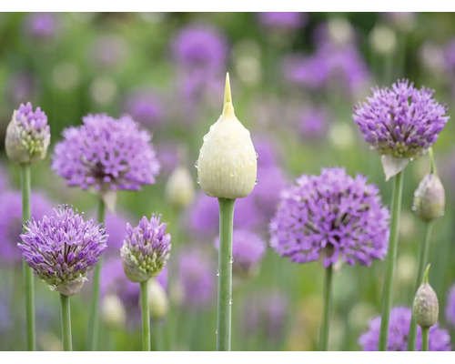Prydnadslök Allium i olika blomningsstadier med en spetsig blomknopp med vattendroppar och klotformade lila blommor i trädgården.