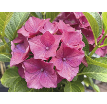 Närbild på en blommande rosa hortensia med gröna blad.