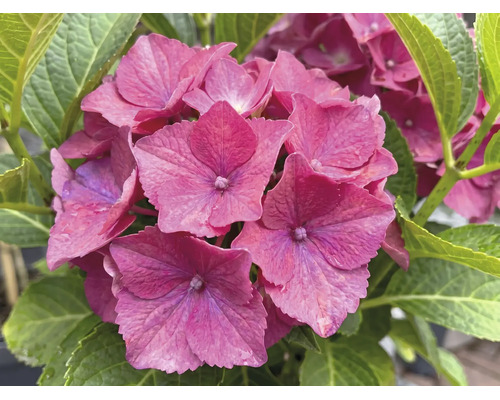 Närbild på en blommande rosa hortensia med gröna blad.