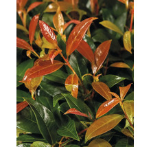 Närbild av en Glansmispel Red Robin med glänsande röda och gröna blad.