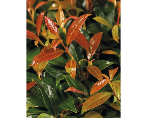 Närbild av en Glansmispel Red Robin med glänsande röda och gröna blad.