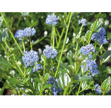 Ceanothus med blå blommor och glänsande gröna blad.